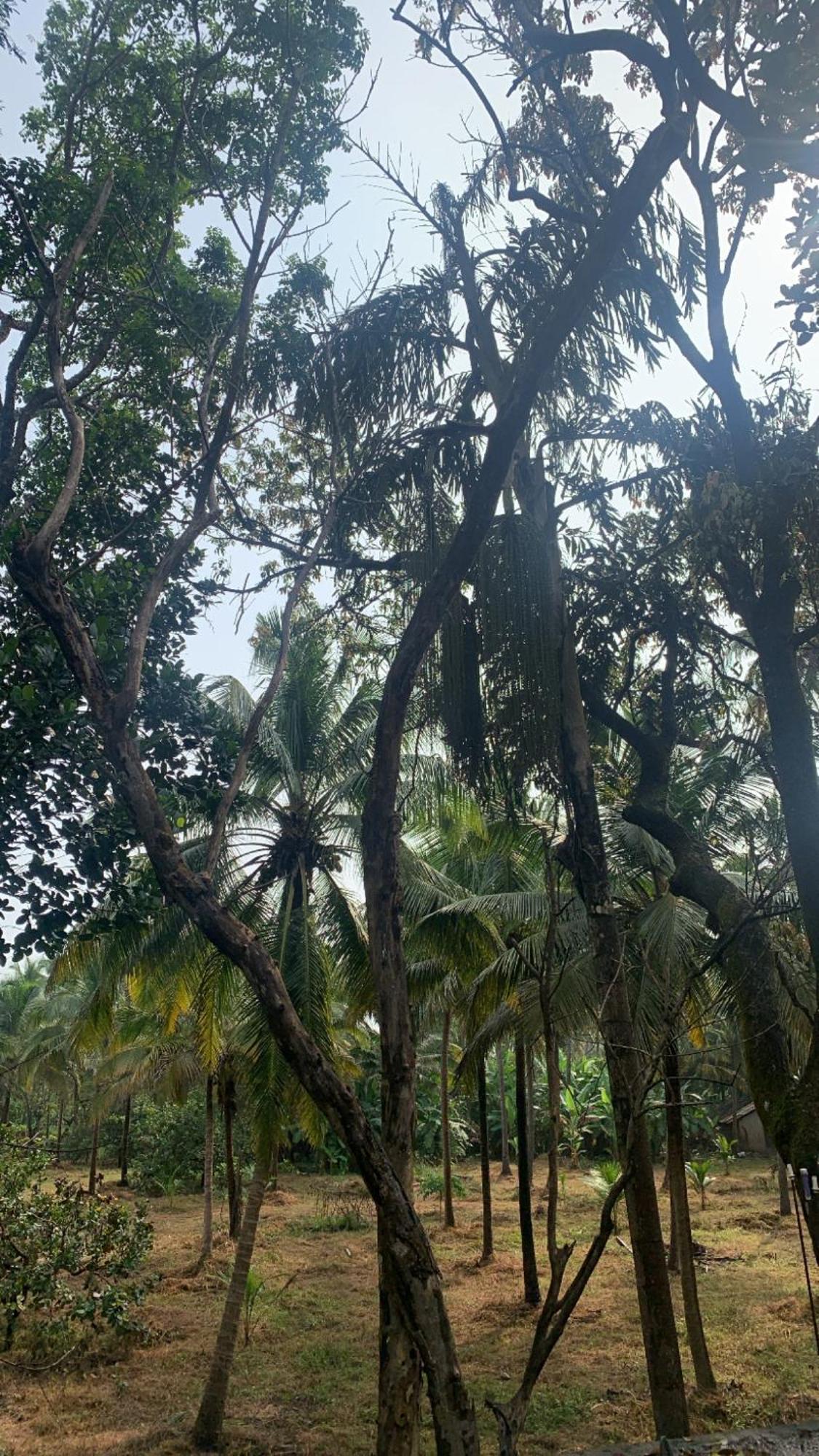 Auberge de jeunesse Tamasha Goa Vagator Extérieur photo